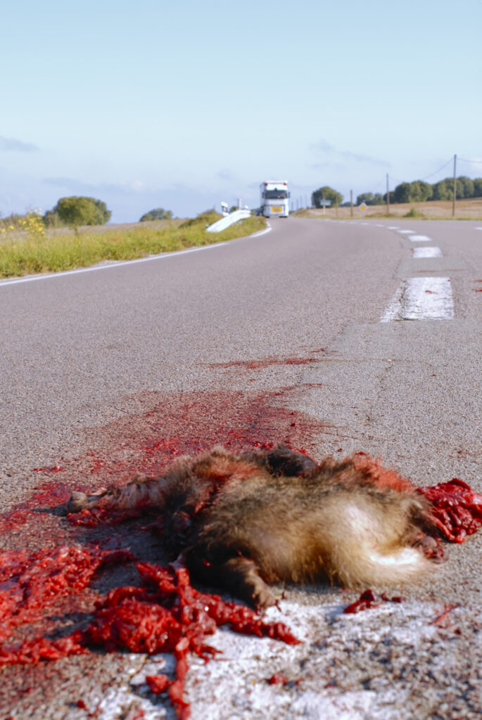 blaireau écrasé sur la route